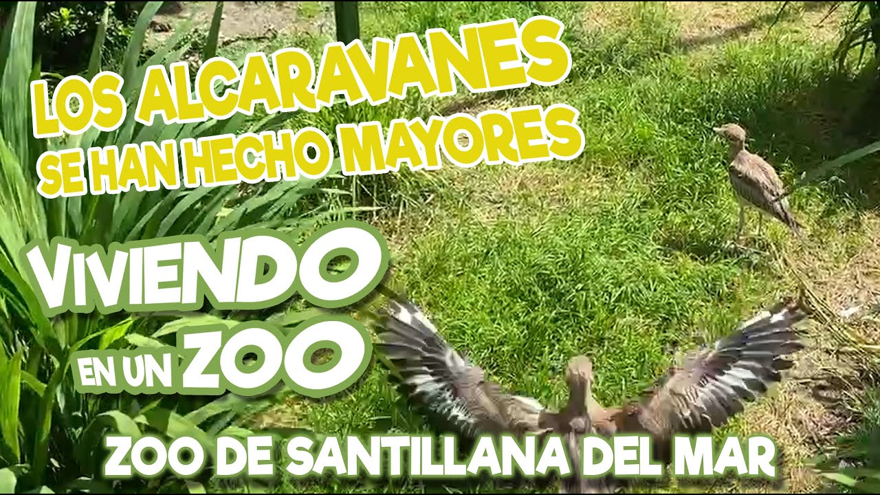 Los alcaravanes se ha hecho mayores
