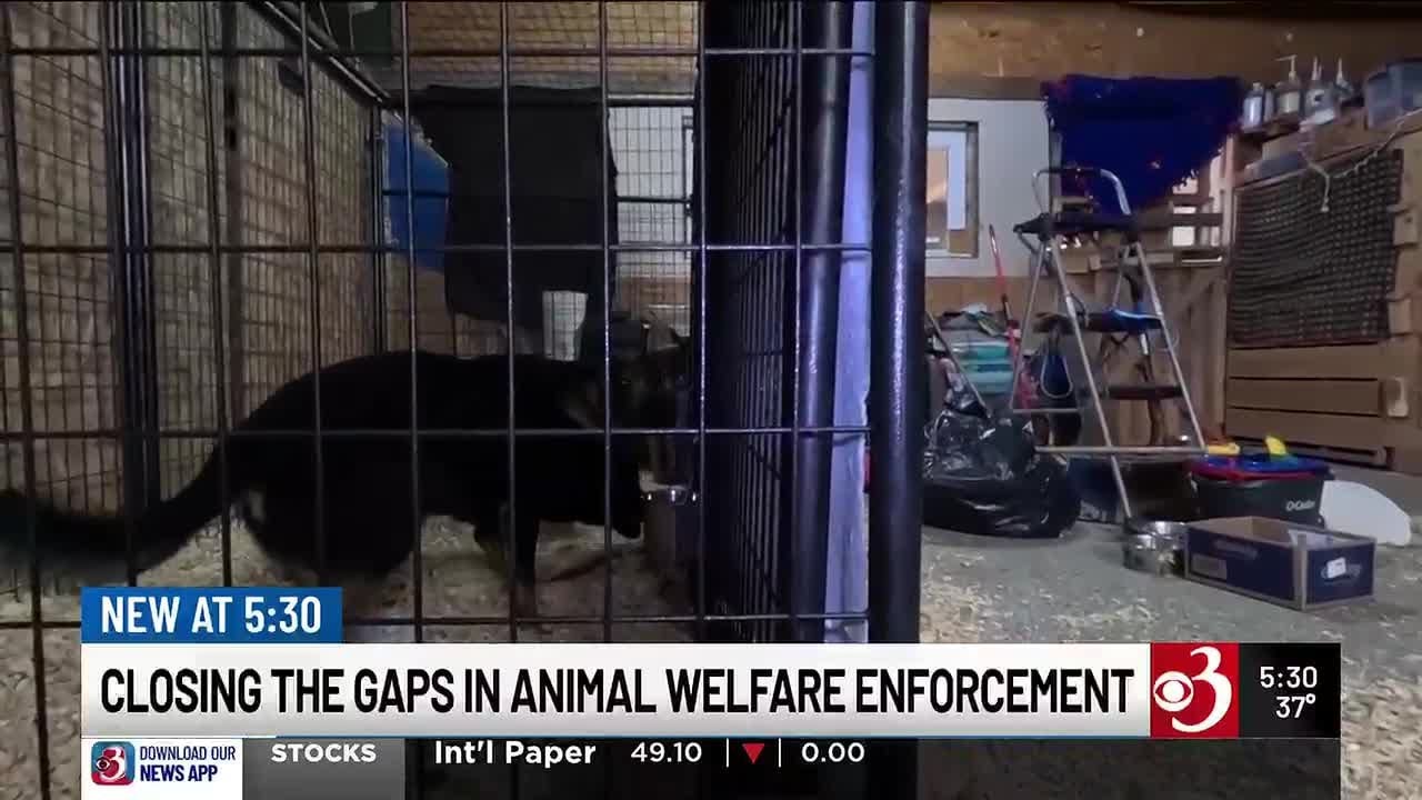 Vermont works to close gaps in animal welfare enforcement