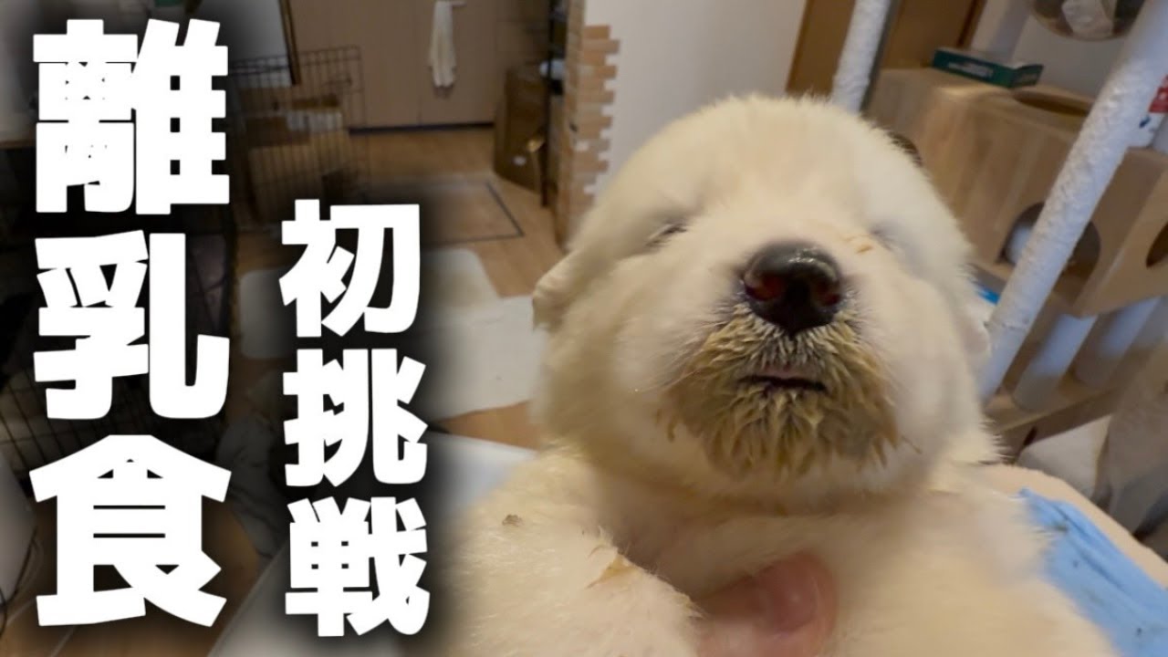 離乳食デビューした子犬の衝撃的な姿がこちら…【サモエド】【グレートピレニーズ】【子犬】