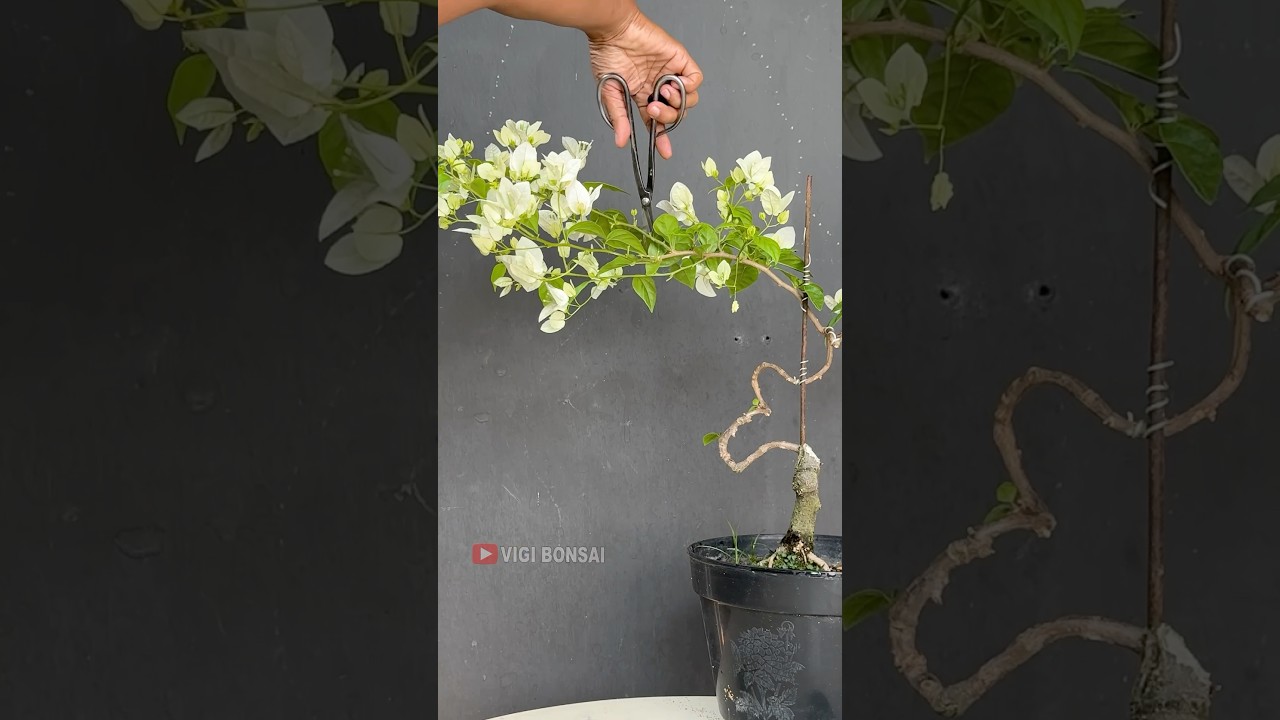 How to Get Bougainvillea to Flower