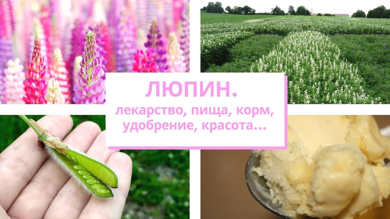 241.ЛЮПИН. Свойства лекарственные и пищевые, декоративные и как сидерат.