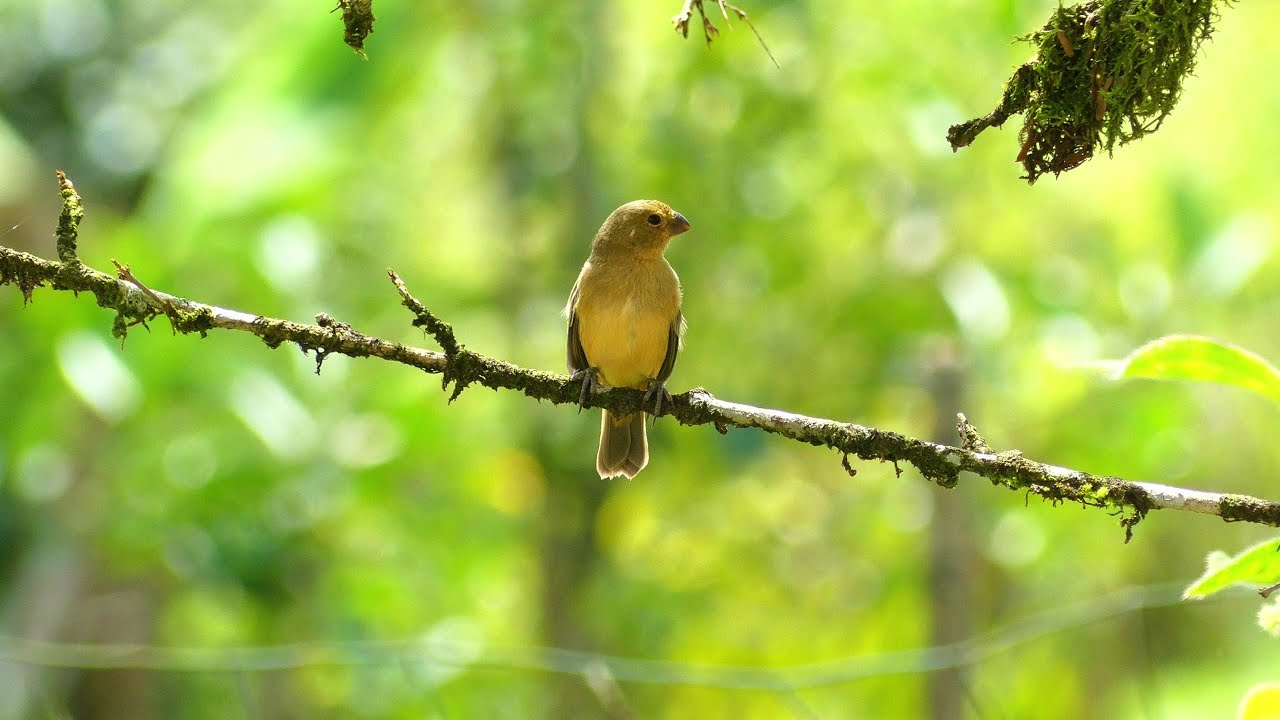 Ruddy-Breasted Seedeater (Sporophila minuta minuta) female vocalizing, French Guiana