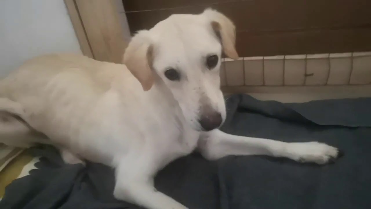 AUDREY lascia il canile per poter essere curata