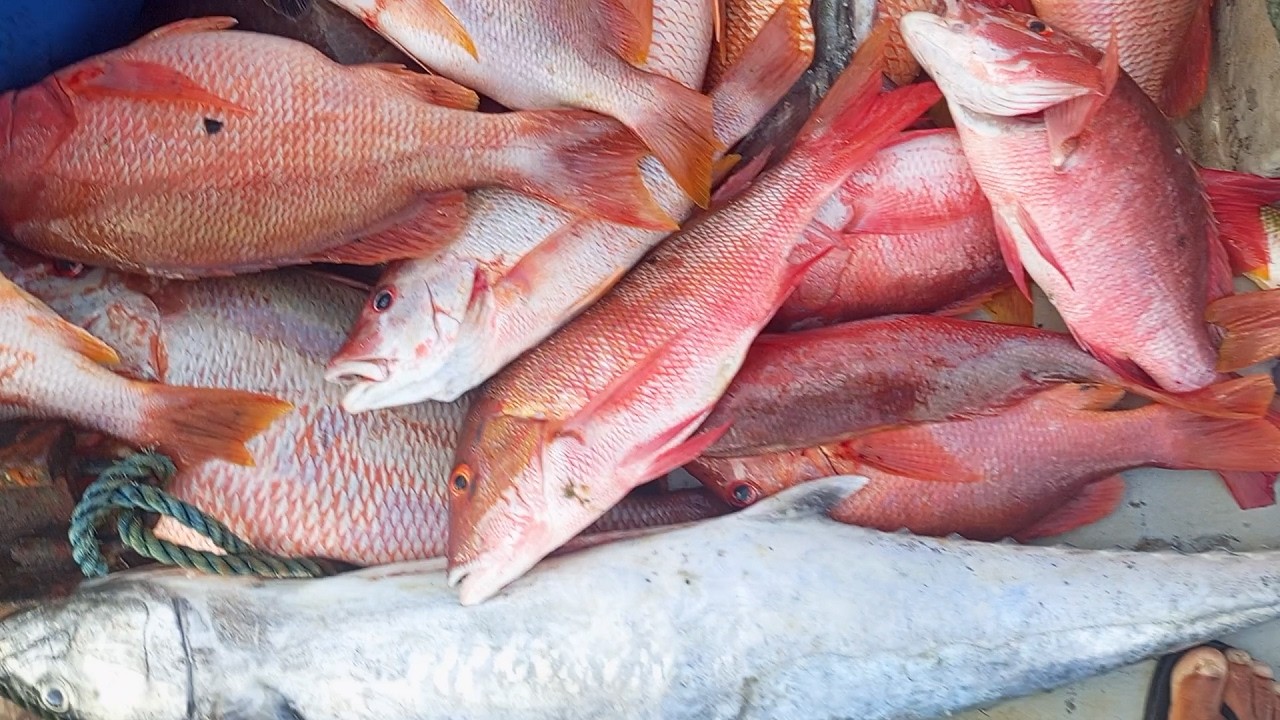 O PESCADOR É UM EXEMPLO IMENSO DE DISCIPLINA E AMOR PELA SUA BATALHA! ELES PROVARAM! (PARTE 1)