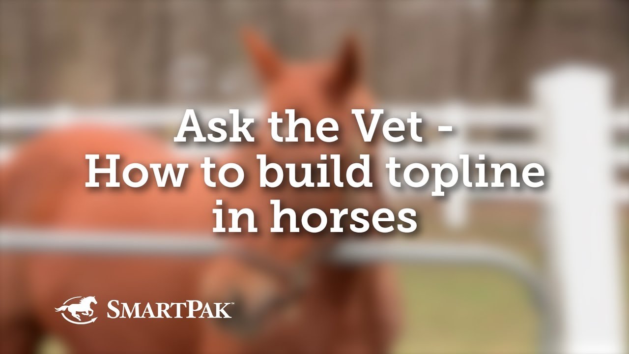 Ask the Vet - How to build topline in horses