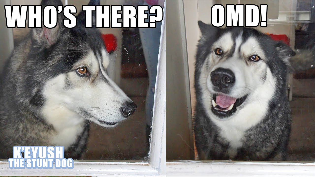 NOT Telling My Husky His Best Friend is Here! Will He Realise?