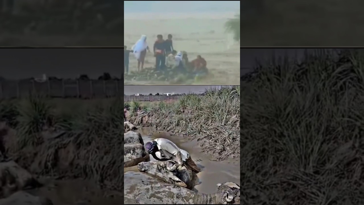 River Flood News Update |Pakistan River Flood News|