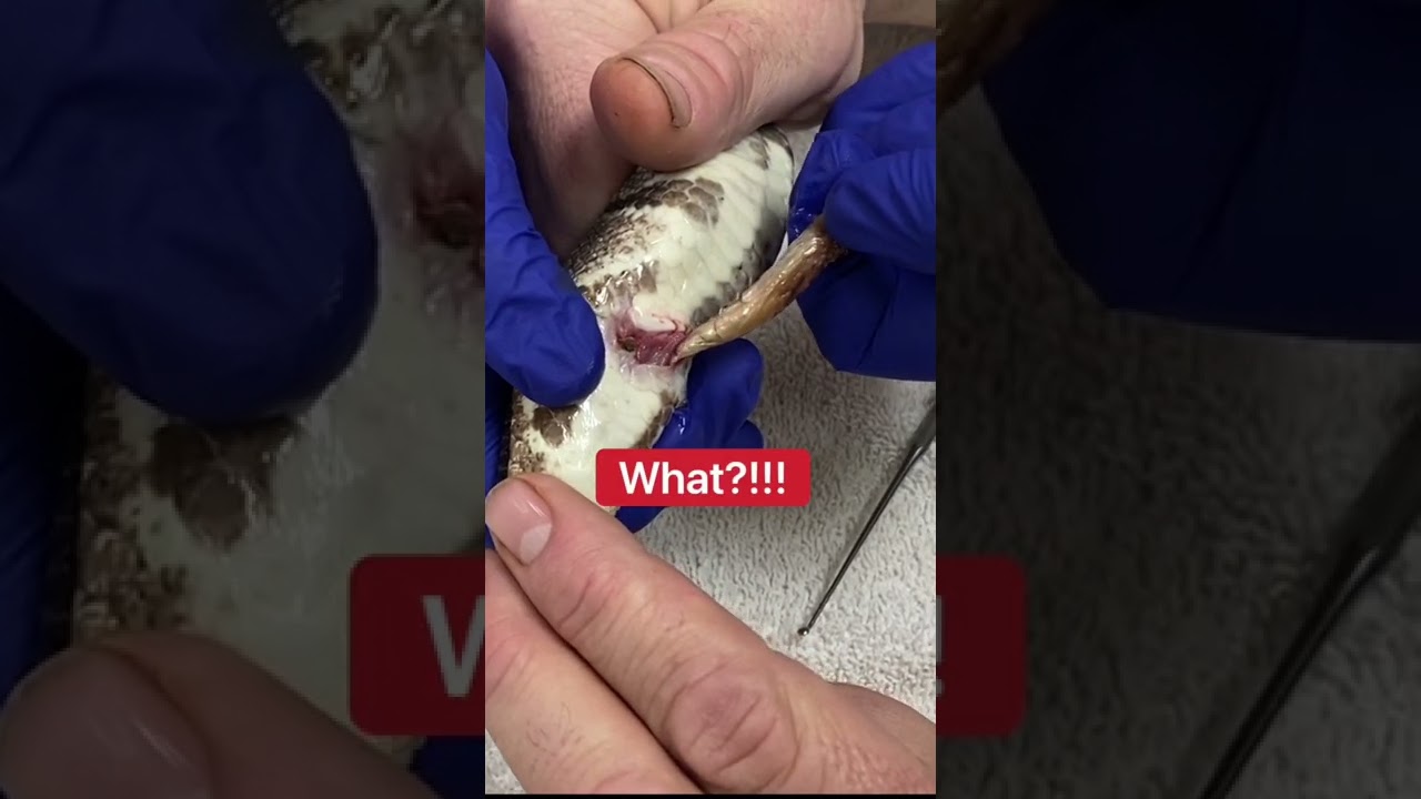 Никогда не догадаетесь, что мы вытащили из моей любимой змеи! 😱🐍 #шорты #змея