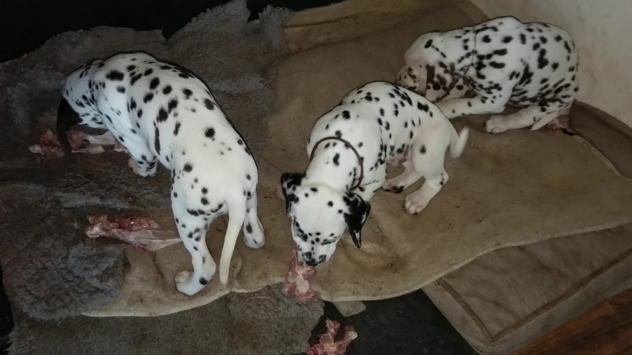 14 Dalmatian puppies Day 54.