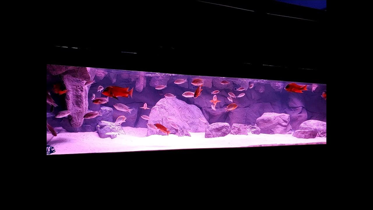 600 Gallon Aquarium with RARE RED African Cichlids