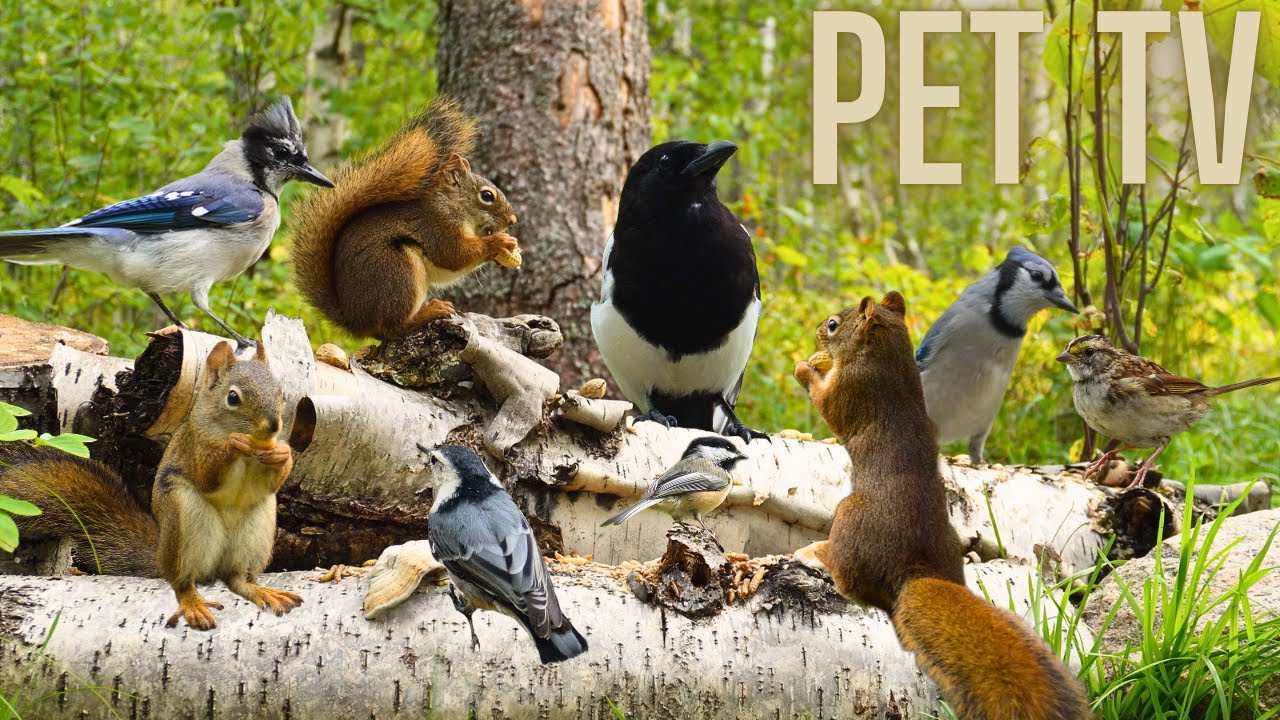 Cat TV - Here a Squirrel, There a Squirrel! 🐿️  Relaxing Nature for Dogs, Cats, & People