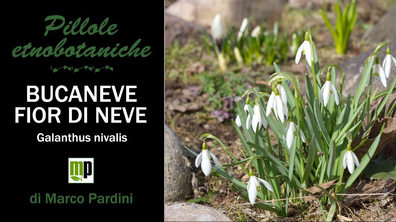 Pillola etnobotanica  - Bucaneve