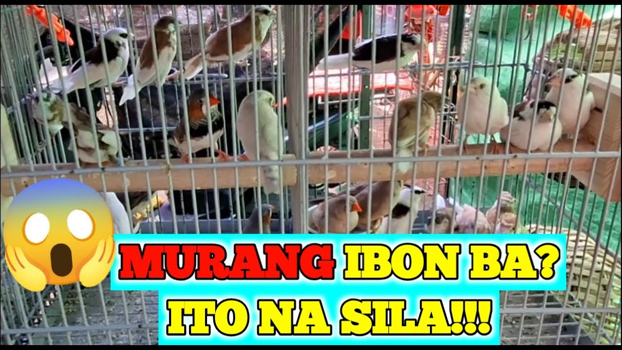 LOVEBIRDS SUPER SALE SA HULONG DUHAT MALABON