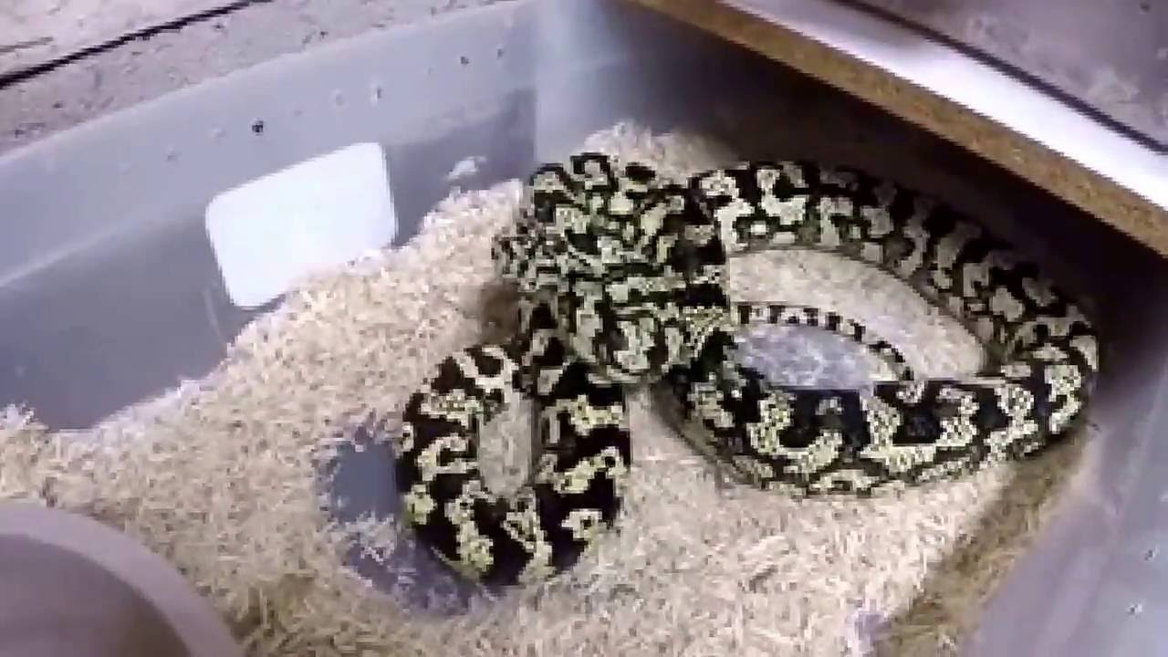 Collection Update! Carpet Pythons