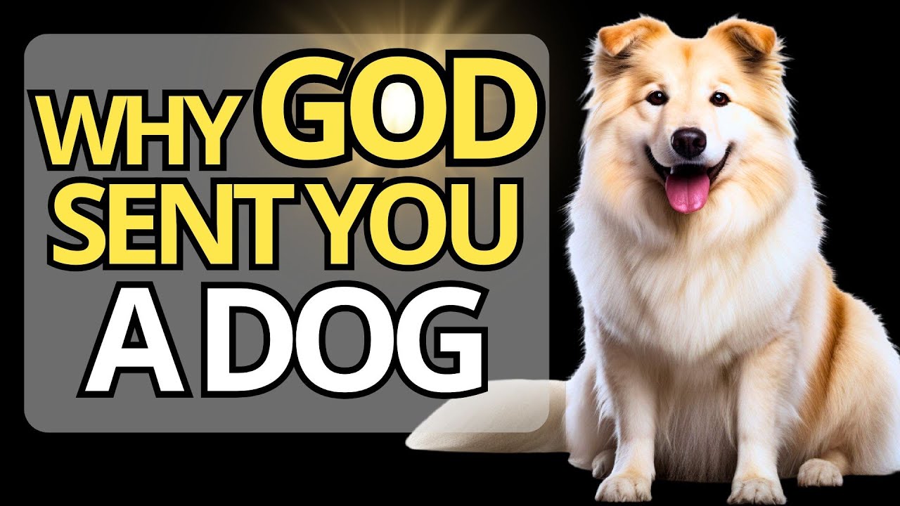 🐶 Зачем Бог дал вам собаку? Узнайте здесь 🐾