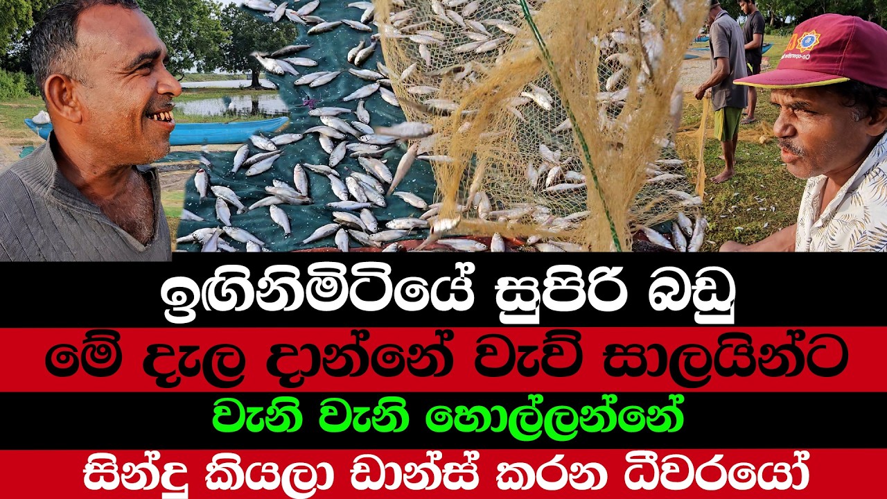 මෙන්න සුපිරි වැව් සාලයෝ | තෙල් මාළු කන්න ගෑනු ආසයි | උන්ගේ සාරි එලලා මාළු හොල්ලන්නේ
