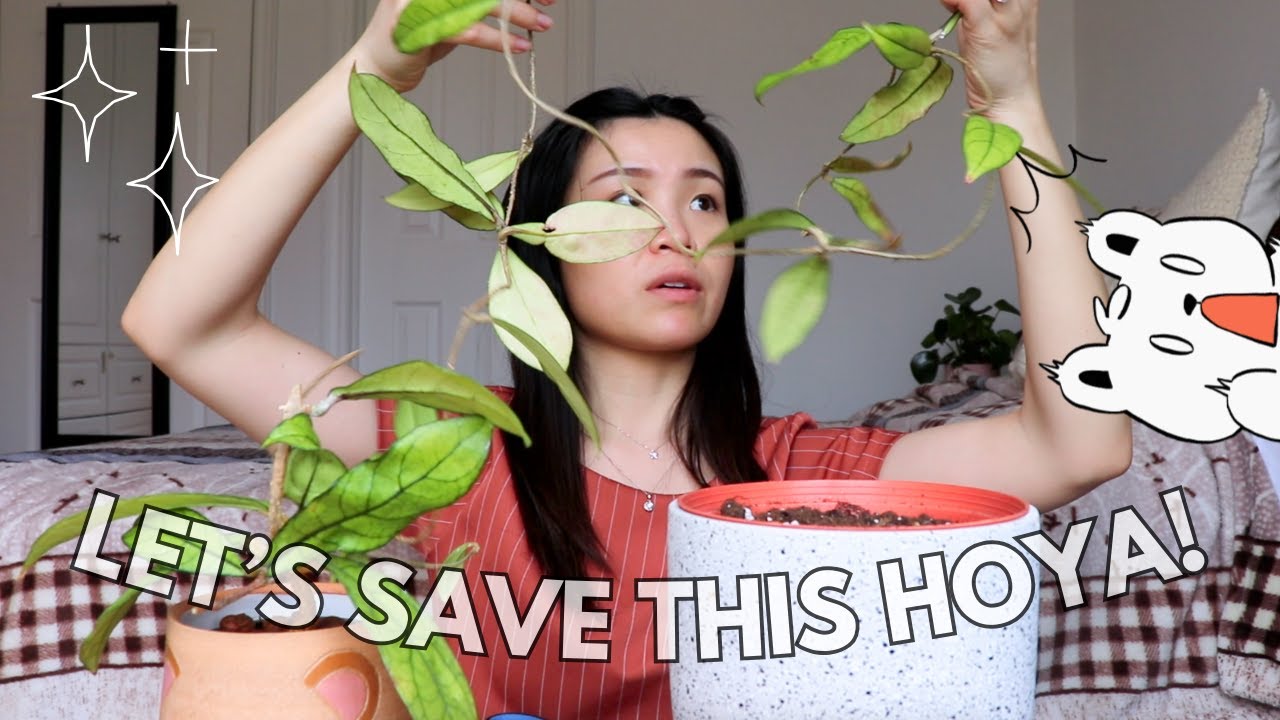Propagate My Hoya With Me | Mealy Bug Infestation