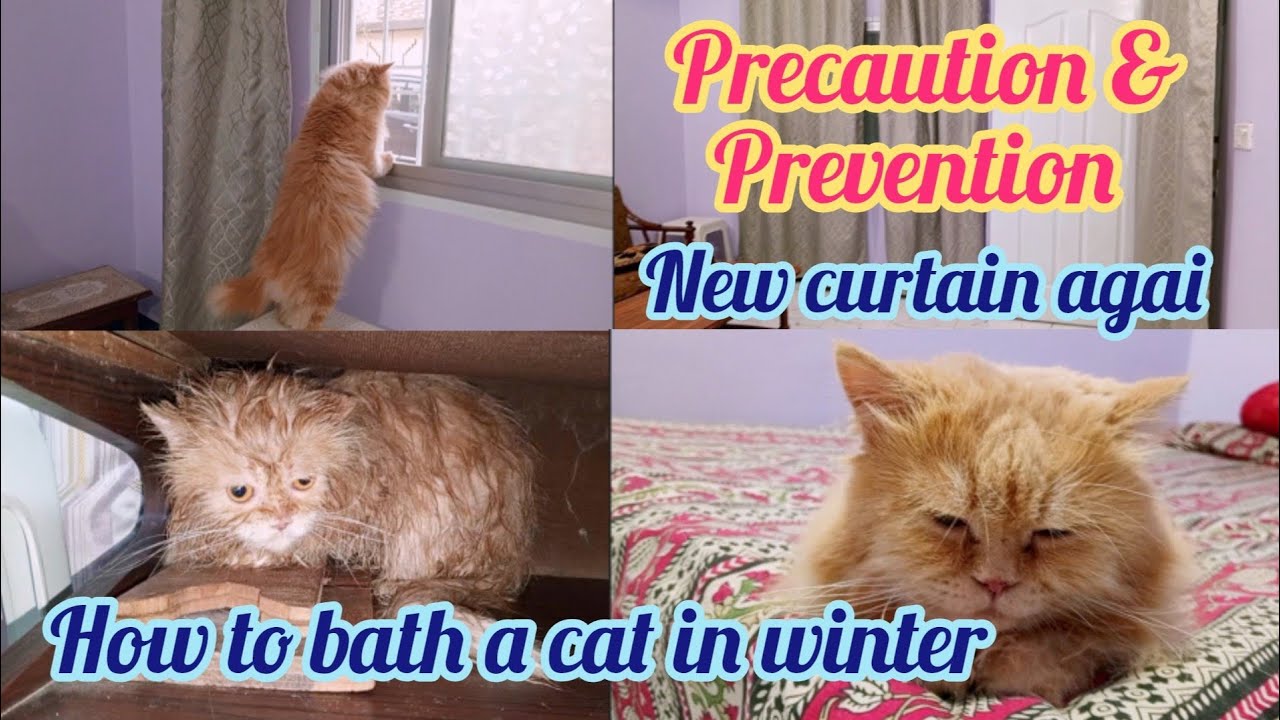 How to bath a cat in winter | Prevention & Precaution | KITTYcat Vlogs