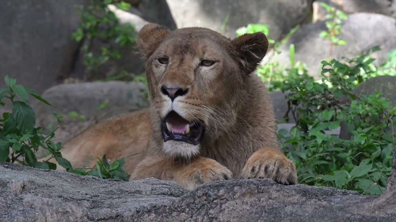 とべ動物園 ライオン舎 クレイ