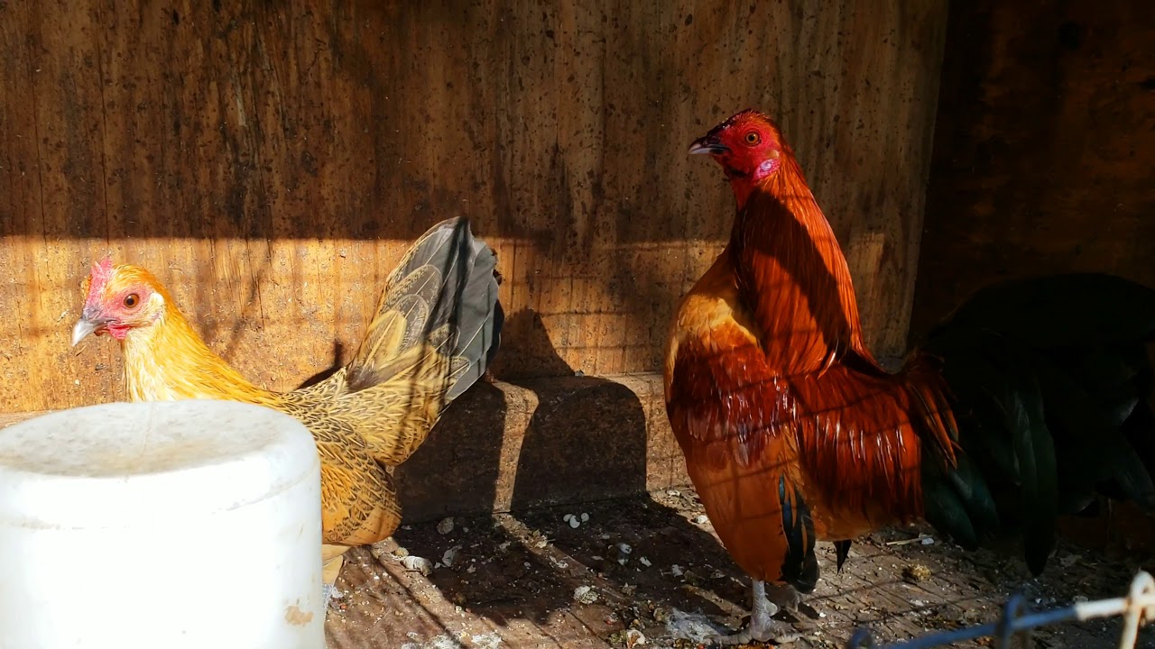 Dubbed the old english Roosters
