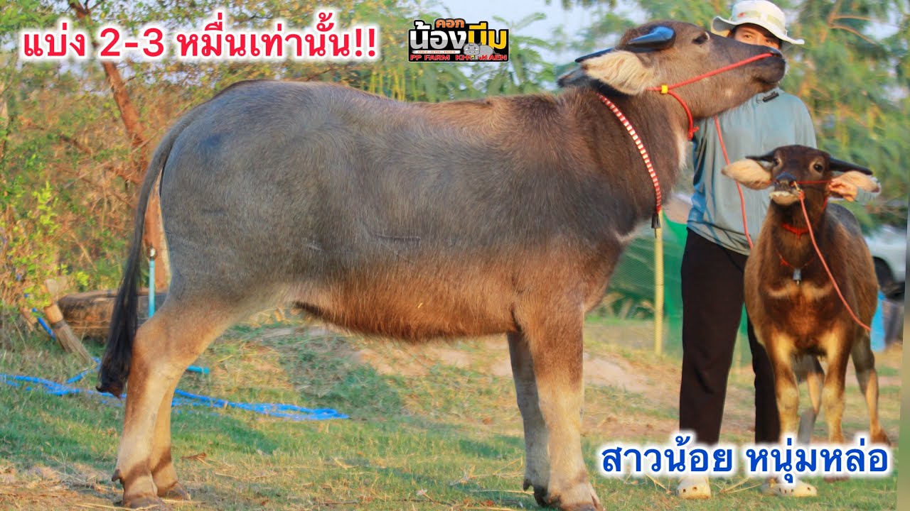 (21/02/69)แบ่งปันควายงามสาวน้อยลูกจ้าวไมค์+หนุ่มหล่อๆ #2หมื่นกว่า!! คอกน้องบีม ขอนแก่น 082-679-1523