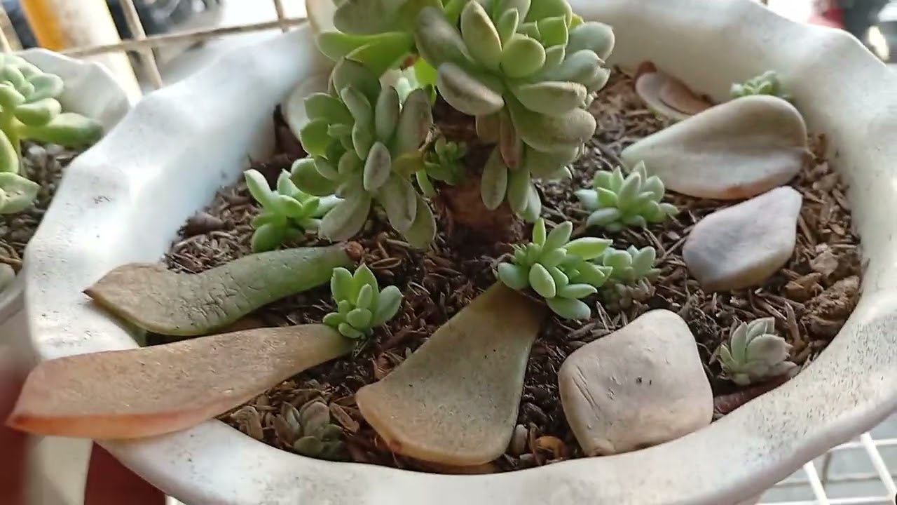 May bumili nanaman sa mga Succulents natin🪷❤️🙏