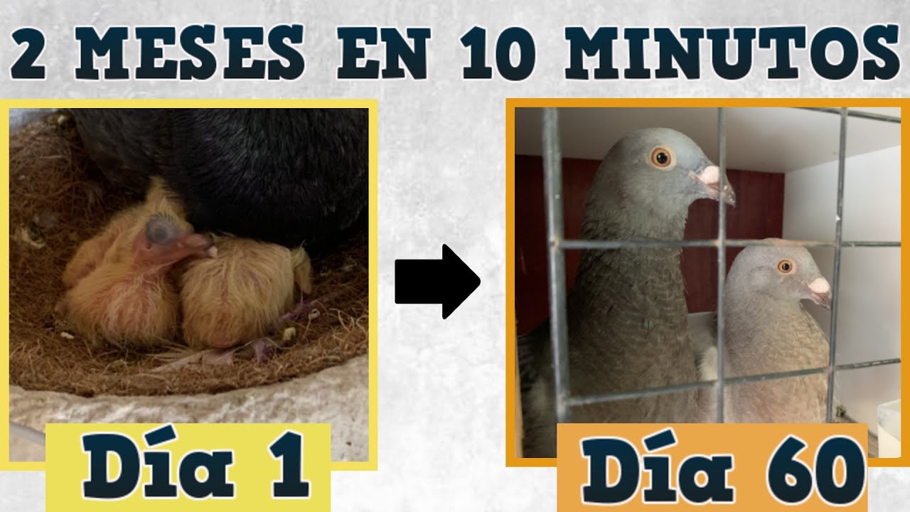 Así es la evolución diaria de un palomo del día 1 al 60 😮 // Palomas buchonas de conquista 🕊️