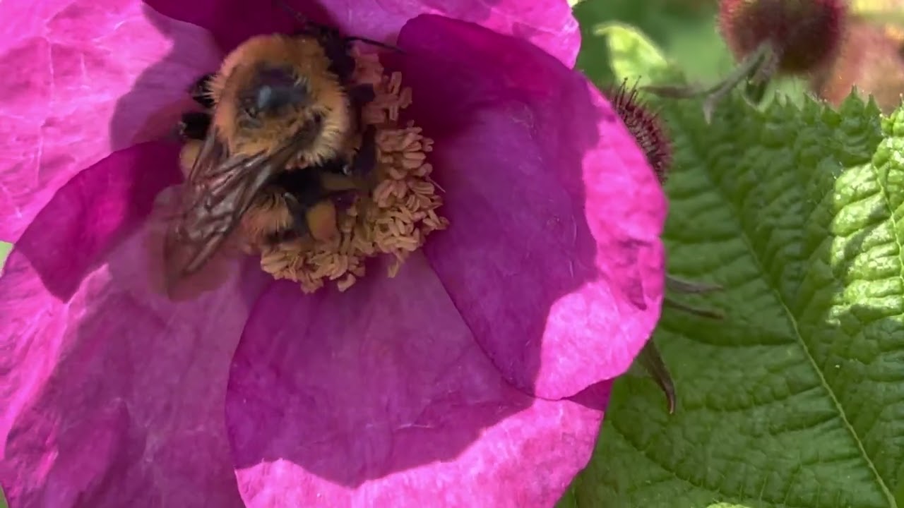 Bumble Bee Buzz Pollinating on Rubus odoratus