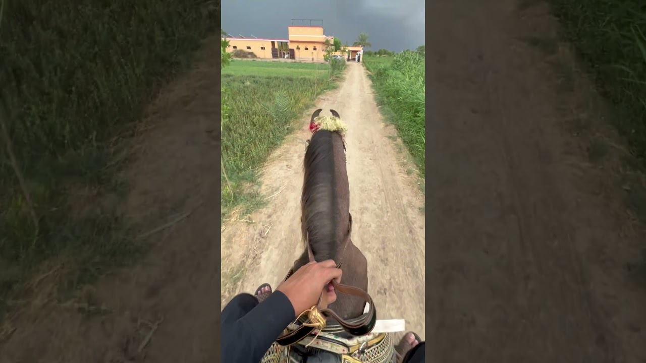 Weather Plus Mastana Ride After Long Time ❤️#mastana #horseride #abdullahmalkeravlogs