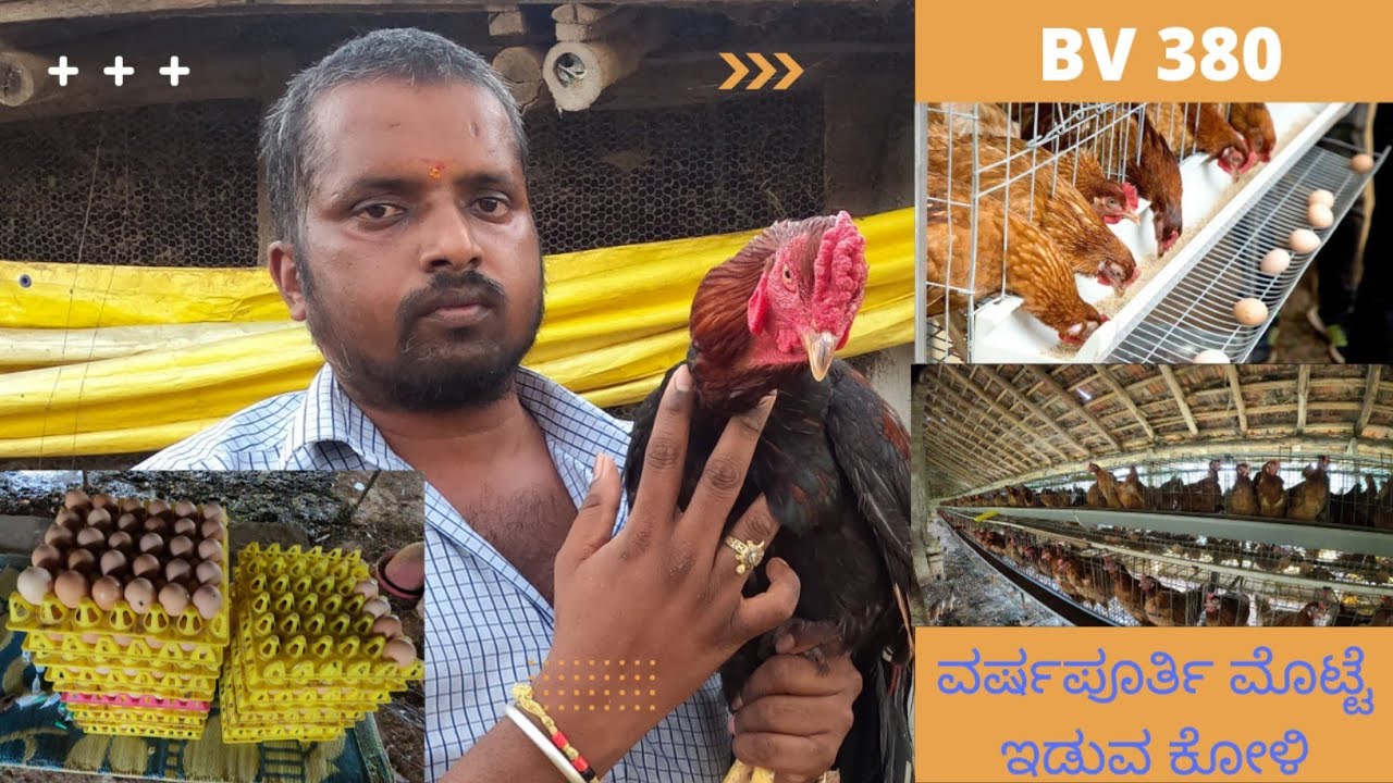 BV 380 ವರ್ಷಪೂರ್ತಿ ಮೊಟ್ಟೆ ಇಡುವ ಕೋಳಿ