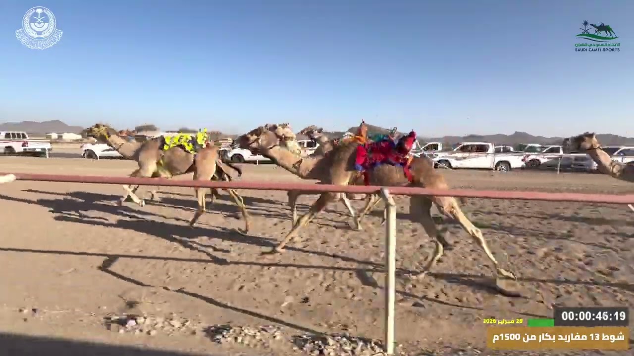 مهرجان ميدان اليتمه لسباق الهجن الاول  الشوط 13 مفاريد بكار  من 1500م بشاير  لـ عبدالله سالم السهلي