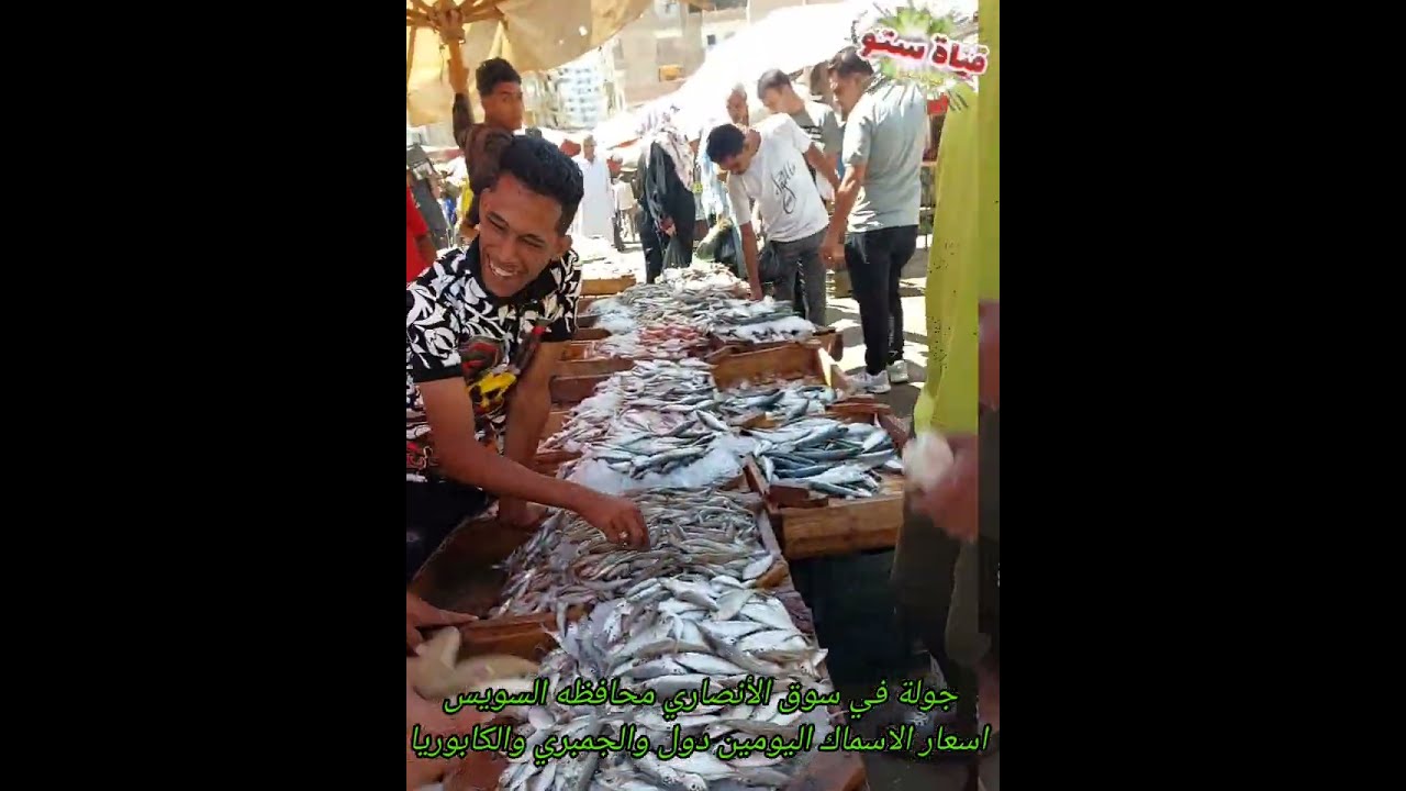جولة في سوق الأنصاري محافظه السويس موسم الصيد بدإ الشخرم تلاتة بميه 