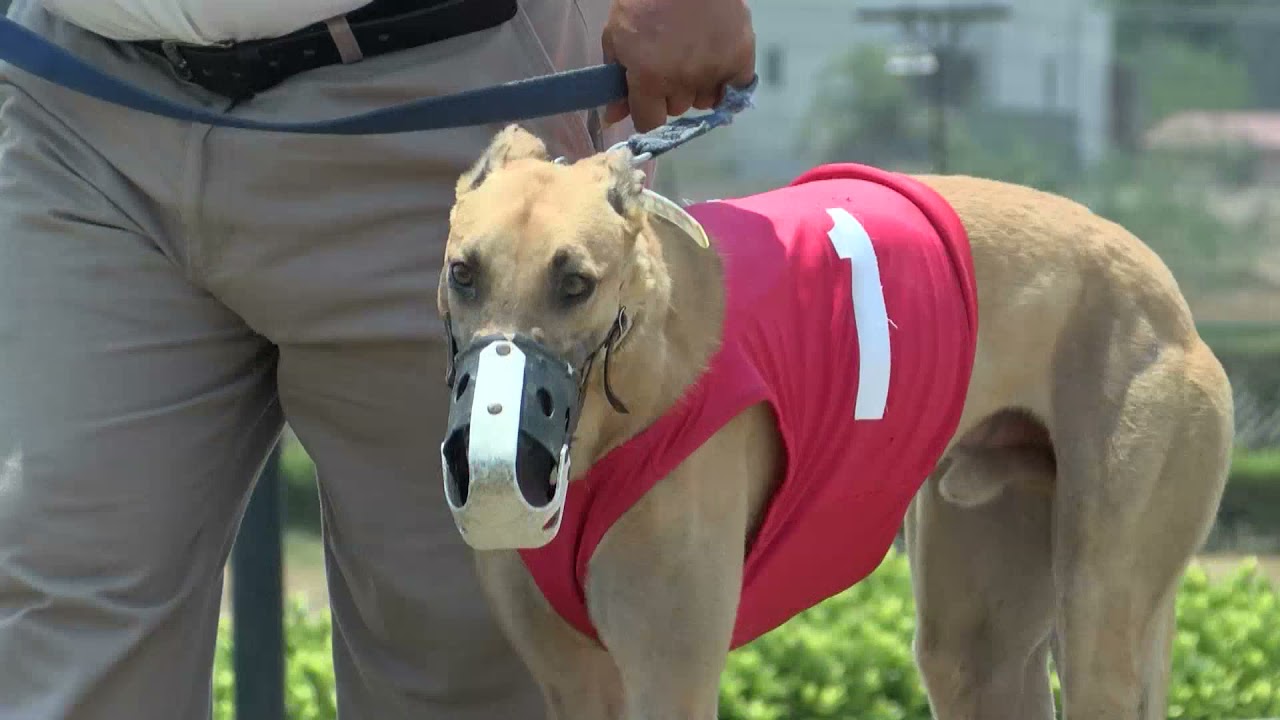 Las Carreras de Galgos un bello pasatiempo en Tijuana