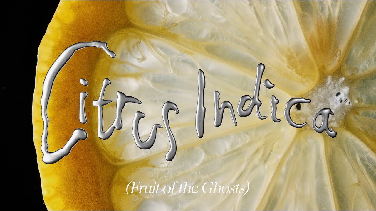 Citrus Indica (Fruit of the Ghosts)