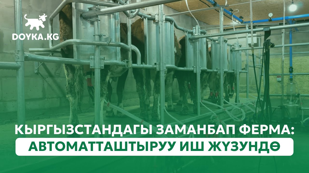 КЫРГЫЗСТАНДАГЫ ЗАМАНБАП ФЕРМА: АВТОМАТТАШТЫРУУ ИШ ЖҮЗҮНДӨ | АВТОМАТИЗИРОВАННАЯ ФЕРМА В КЫРГЫЗСТАНЕ