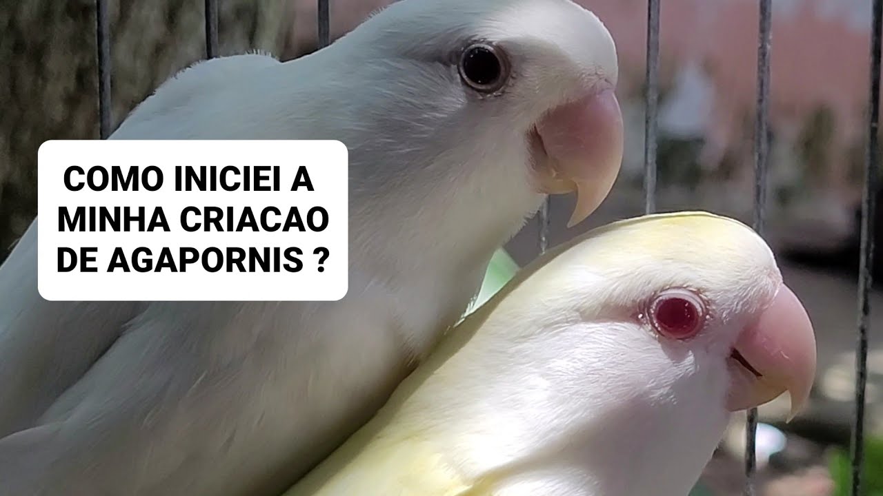 Como iniciar uma criação de agapornis do zero ?