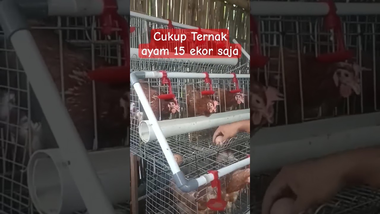 Begini cara ternak ayam petelur skala rumahan