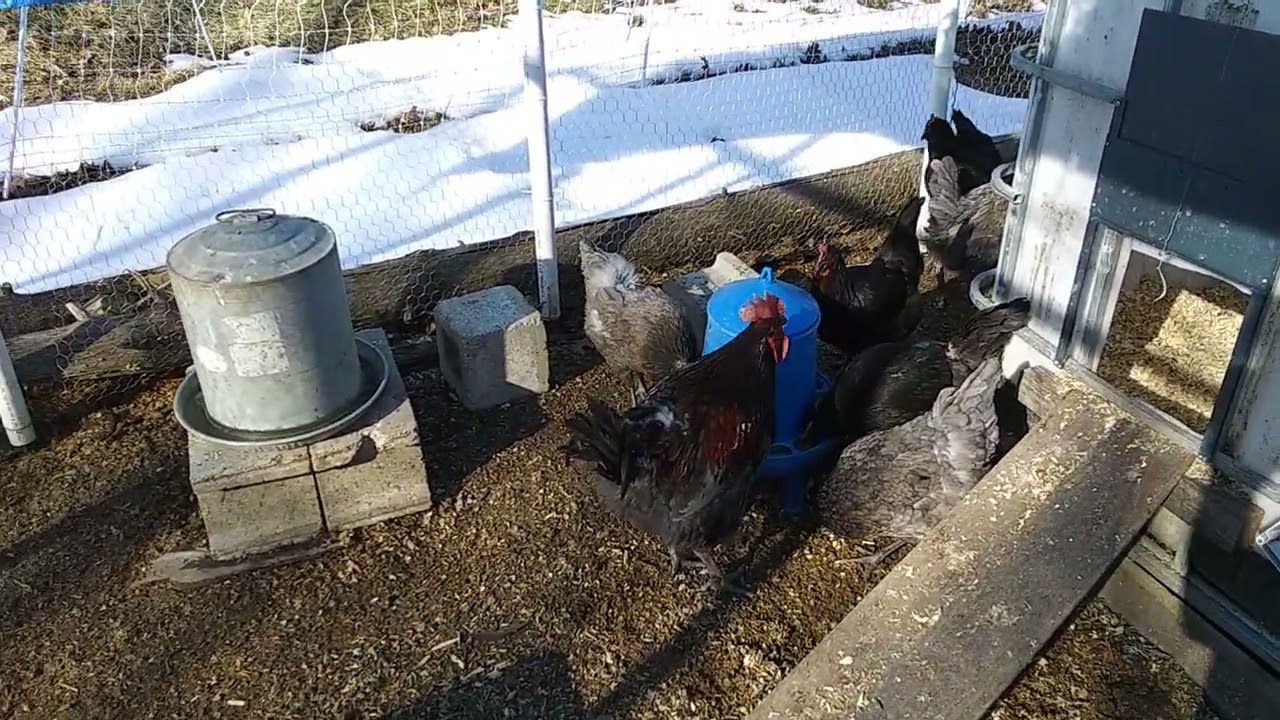 2026 02 13 All Of The Chickens Have Returned Home!