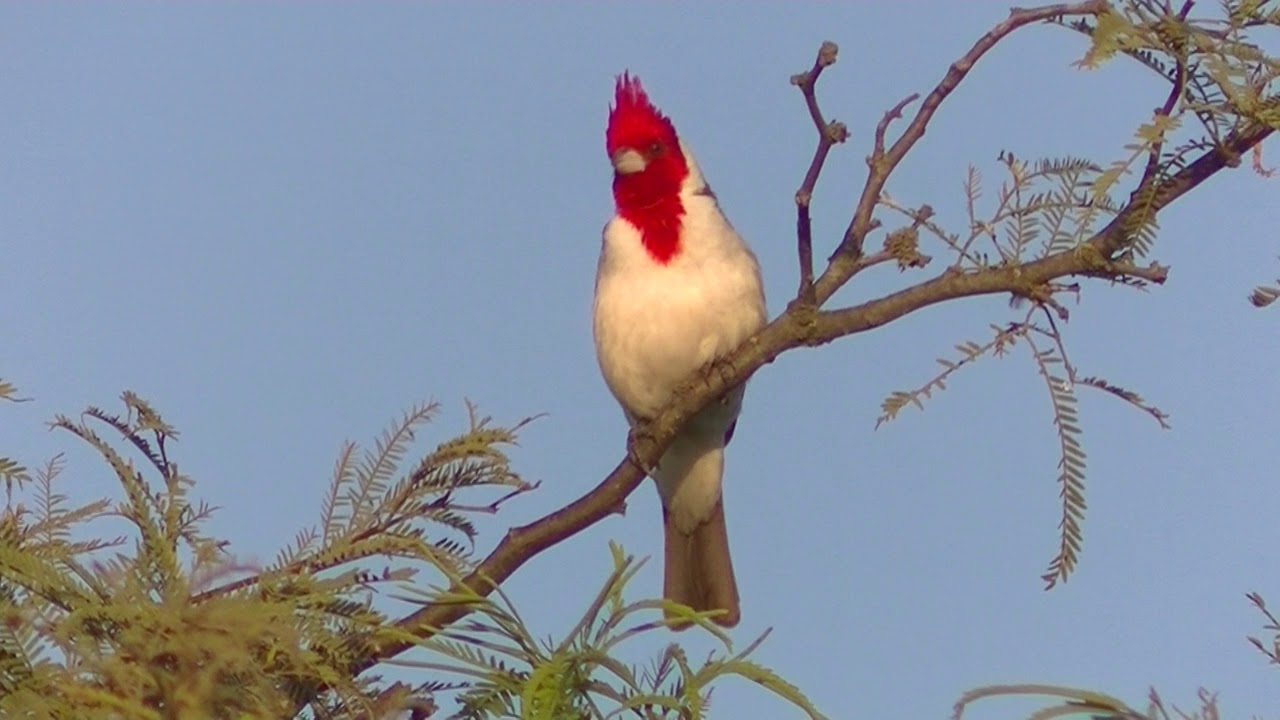 Aves y ambientes del Arroyo Culul&uacute; Esperanza Santa Fe Argentina Parte 1 2020