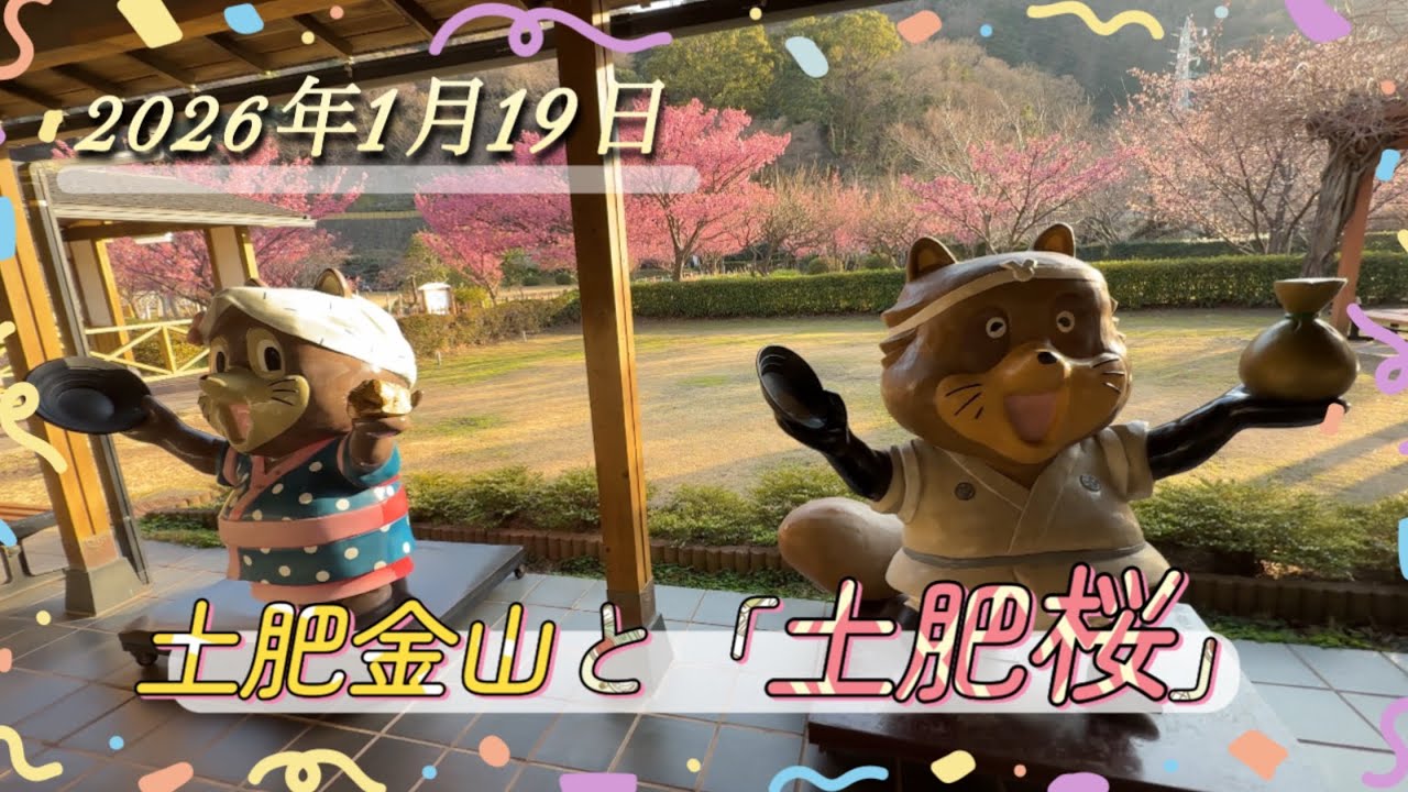 土肥金山と土肥桜（2026年1月19日）