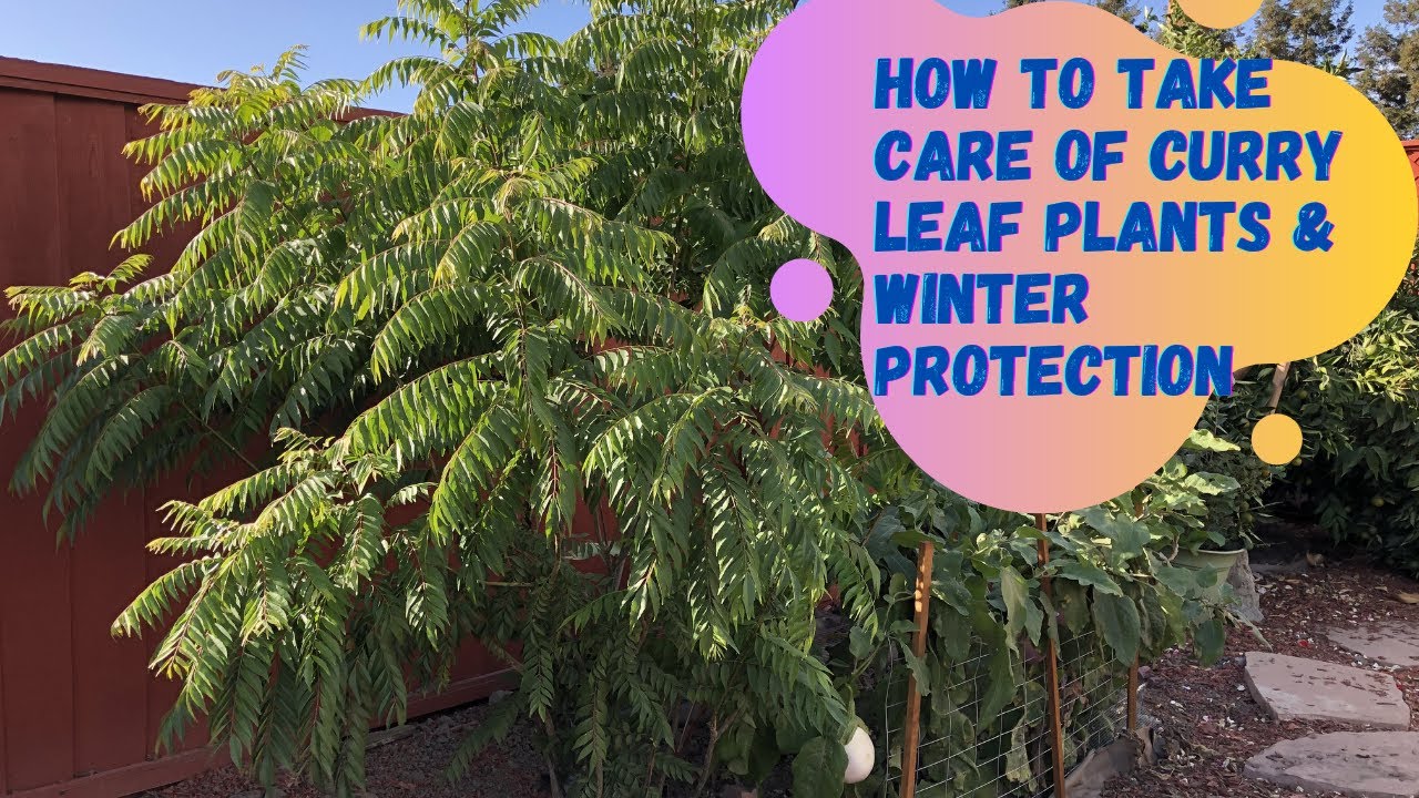 How to grow curry leaf(karvepaku) plant | curry leaf plant winter care | zone 10 gardening