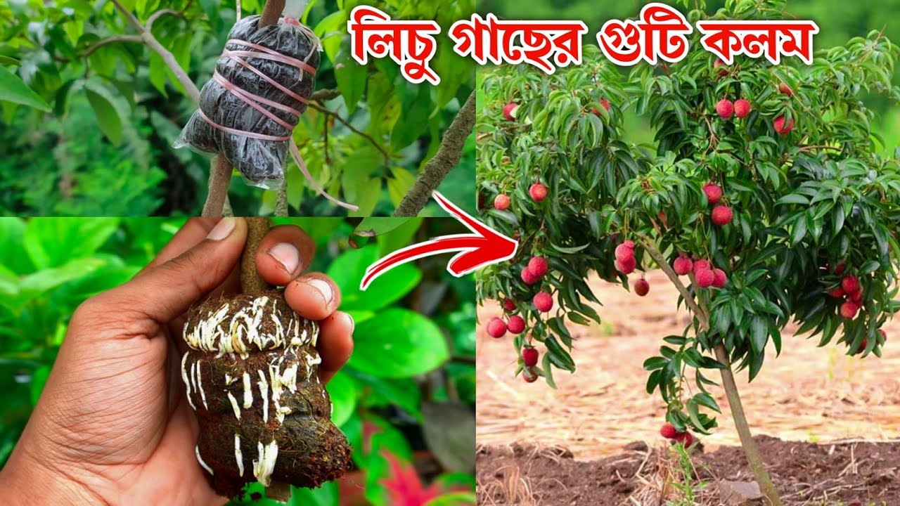 লিচু গাছে কলম করার পদ্ধতি | গুটি কলম পদ্ধতি | How to Air Layering Lychee Tree