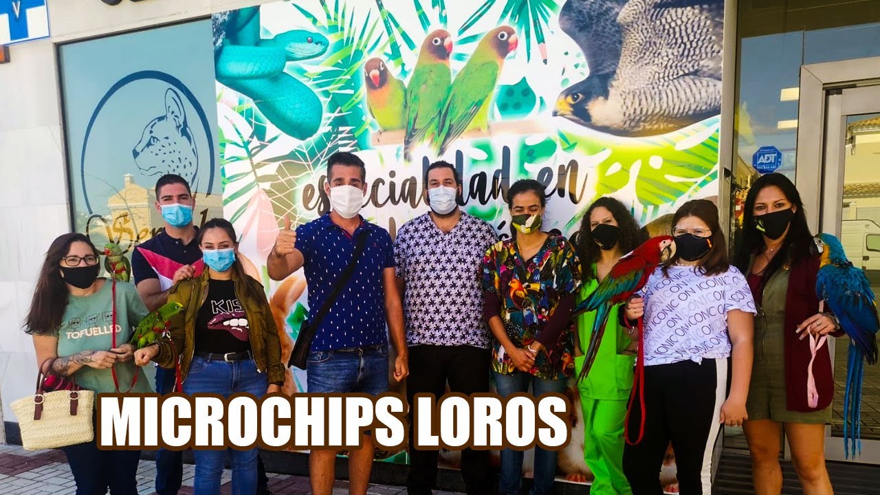 COLOCACIÓN MICROCHIPS  (GUACAMAYOS,AMAZONAS,GRAN ALEJANDRINO)