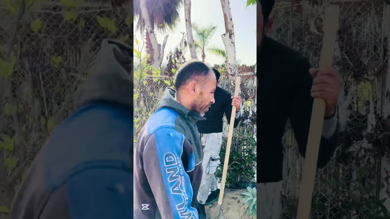 الليمون البلدي اللي بيطرح مرتين في السنة 