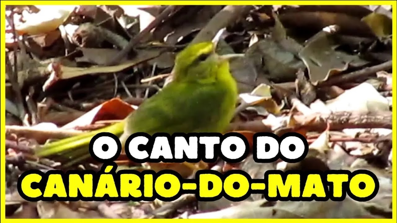 O canto do CANÁRIO-DO-MATO (Myiothlypis flaveola) | Flavescent Warbler