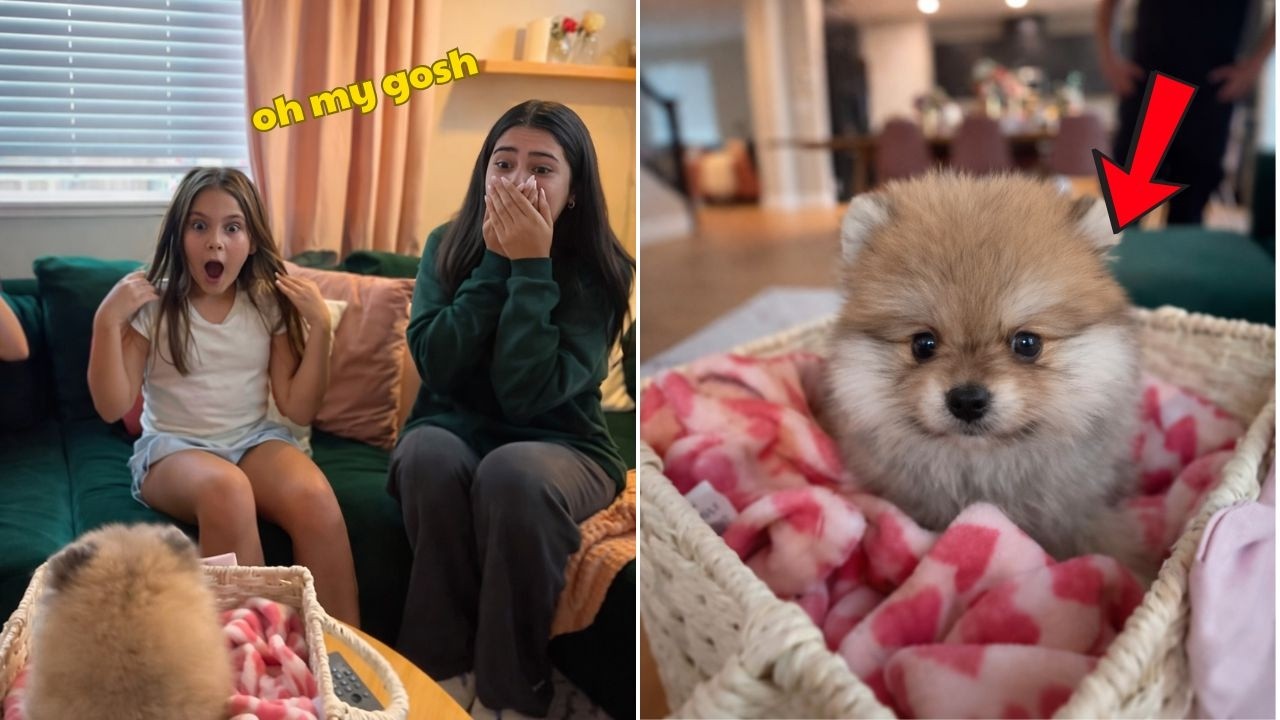 Дети очень давно просили щенка, и мы наконец сдались! 🐶 Эмоциональный сюрприз