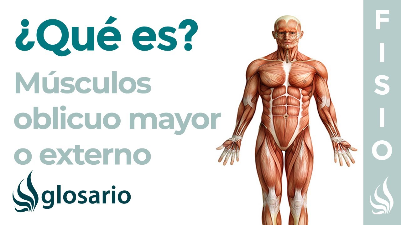 Músculo OBLICUO MAYOR | Qué es, ubicación, origen, inserción, inervación y función