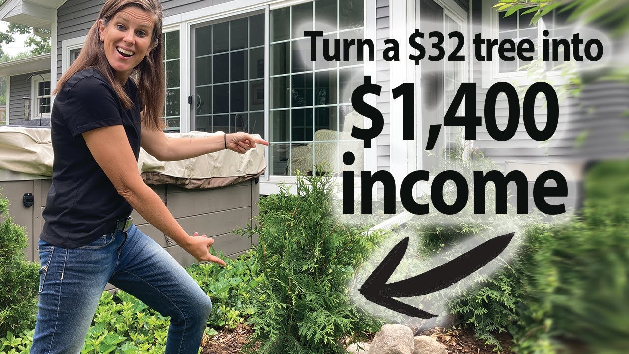 How to Maximize Profit By Propagating Green Giant Arborvitae Trees