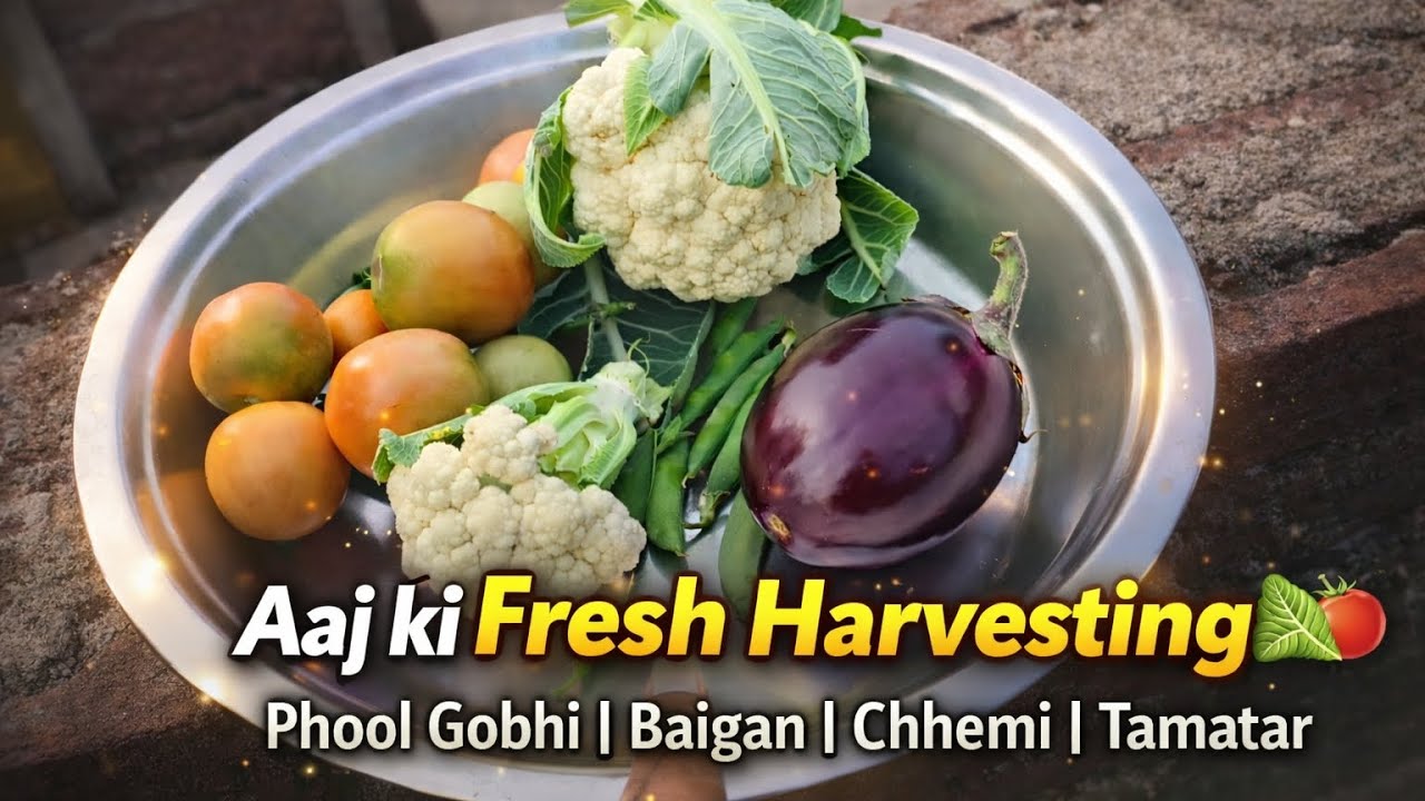 Aaj Ki Fresh Sabzi Harvesting | Phool Gobhi, Baigan, Chhemi, Tamatar | Meena Organic #vegetables 