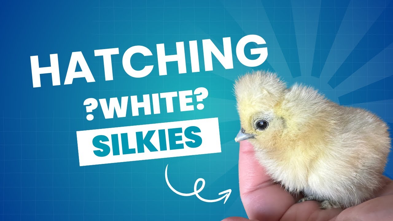 Hatching White Silkie Eggs with an Amazon Incubator | Review & Adorable Chicks Silkie Chicken